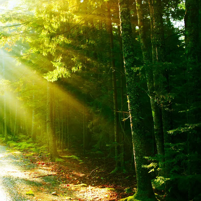  A sunlit forest pathway representing InnovMetric's commitment to climate action and carbon footprint reduction.