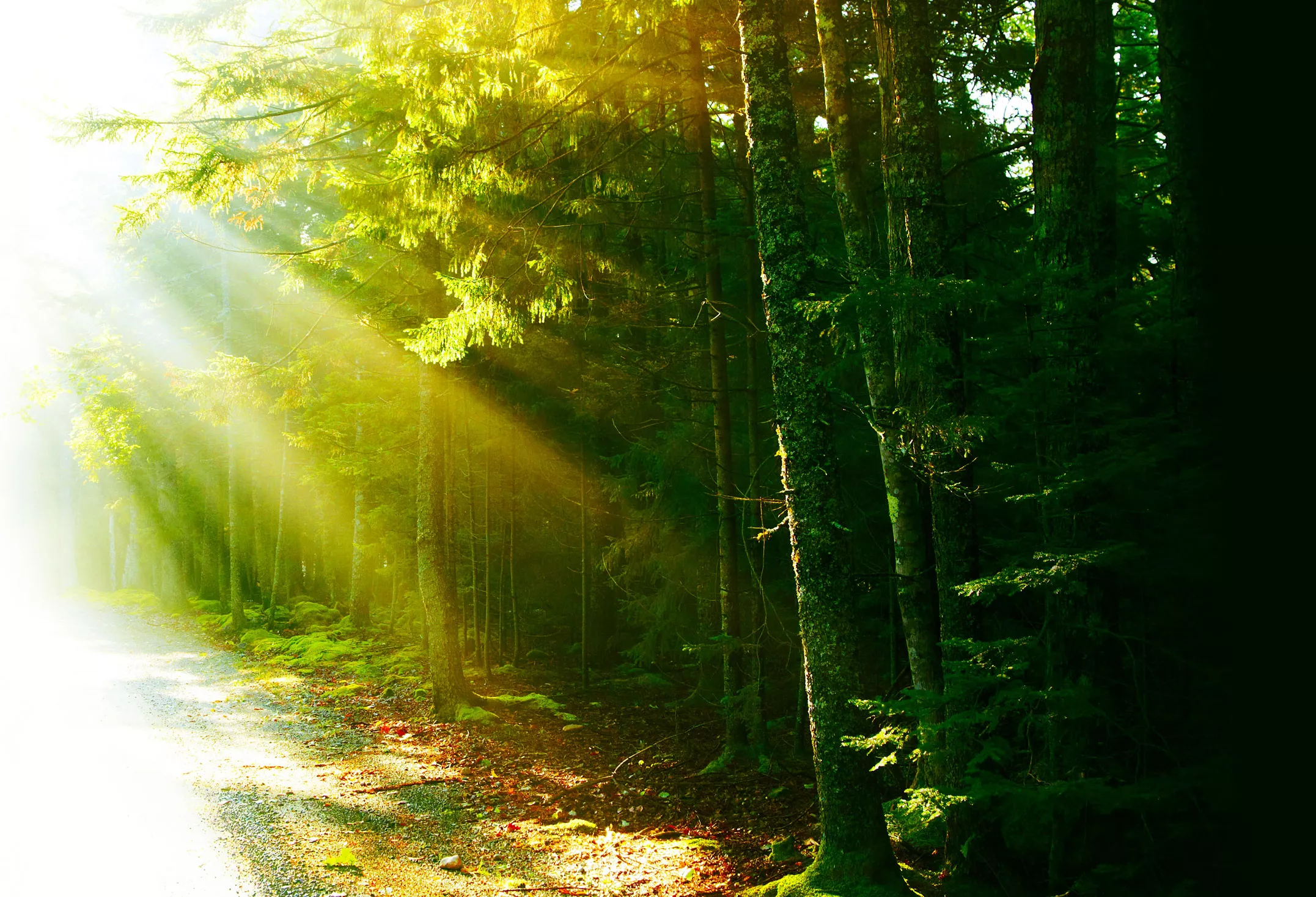 Ein sonniger Waldweg repräsentiert das Engagement von InnovMetric für Klimaschutz und die Verringerung des CO₂-Fußabdrucks.